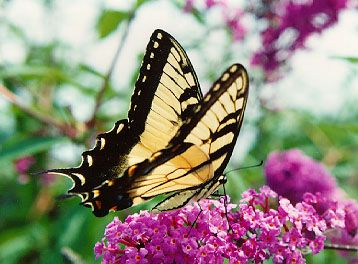 tigerswallowtailbutterfly.jpg