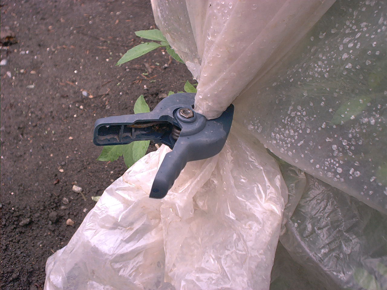 tomatoeplantcoverclamp.jpg