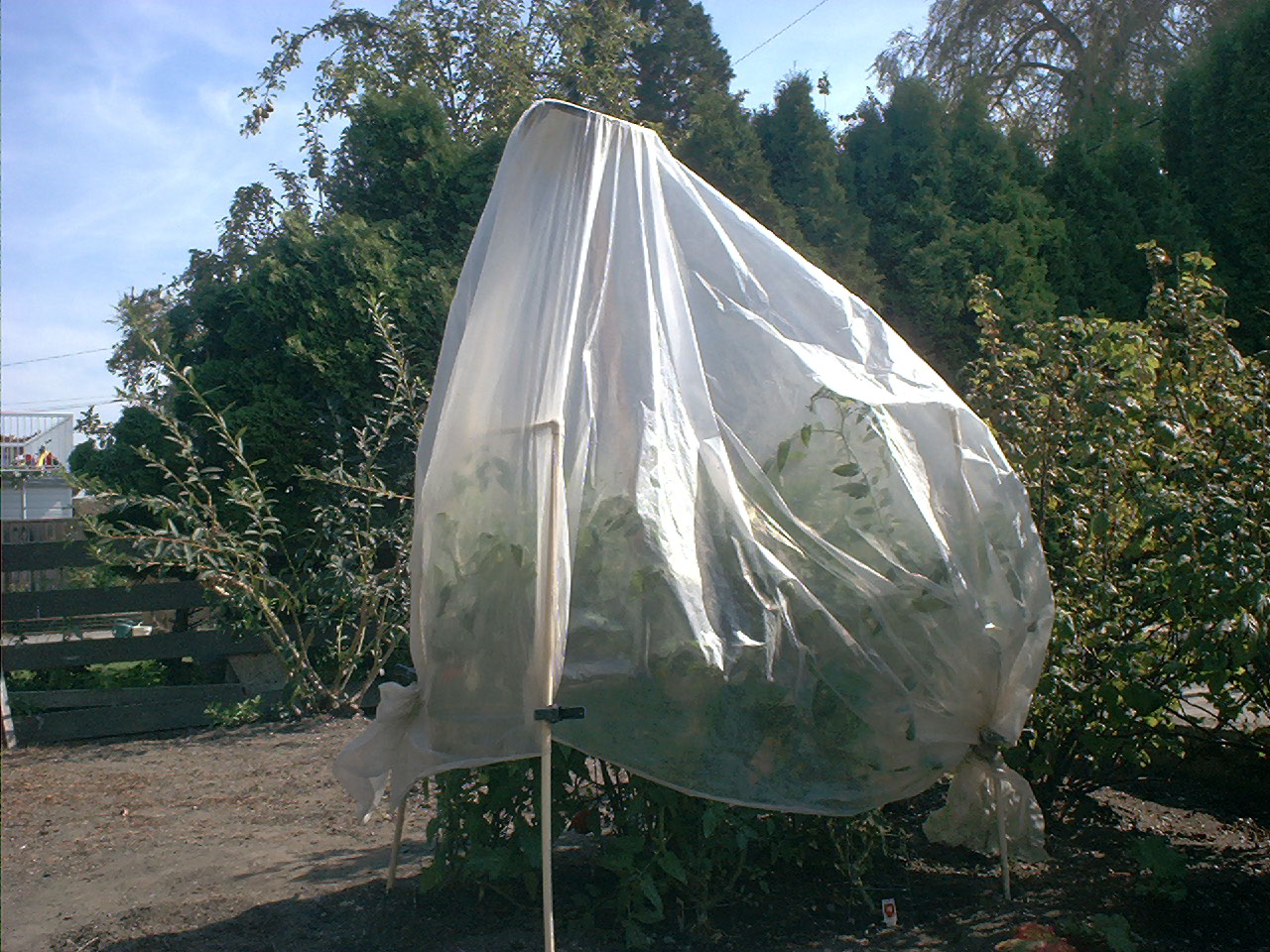 tomatoeplantscovered.jpg