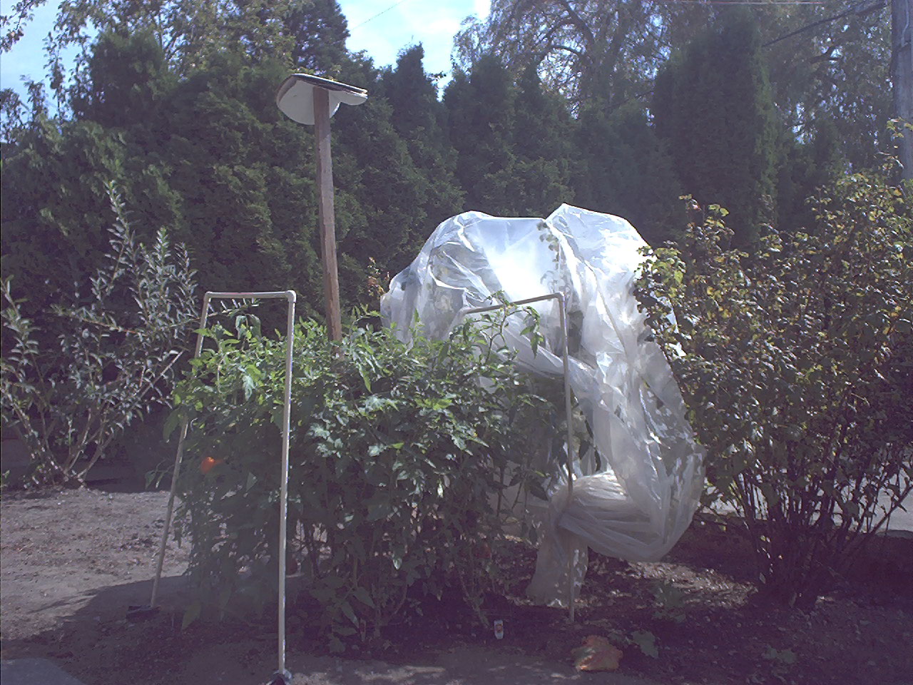tomatoeplantswithcoveroffatback.jpg