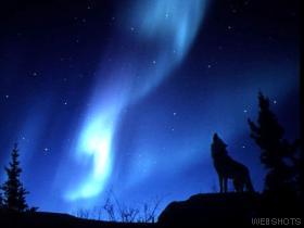 wolfnorthernlights.jpg